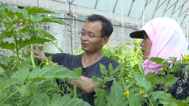 农业网种植网新品种