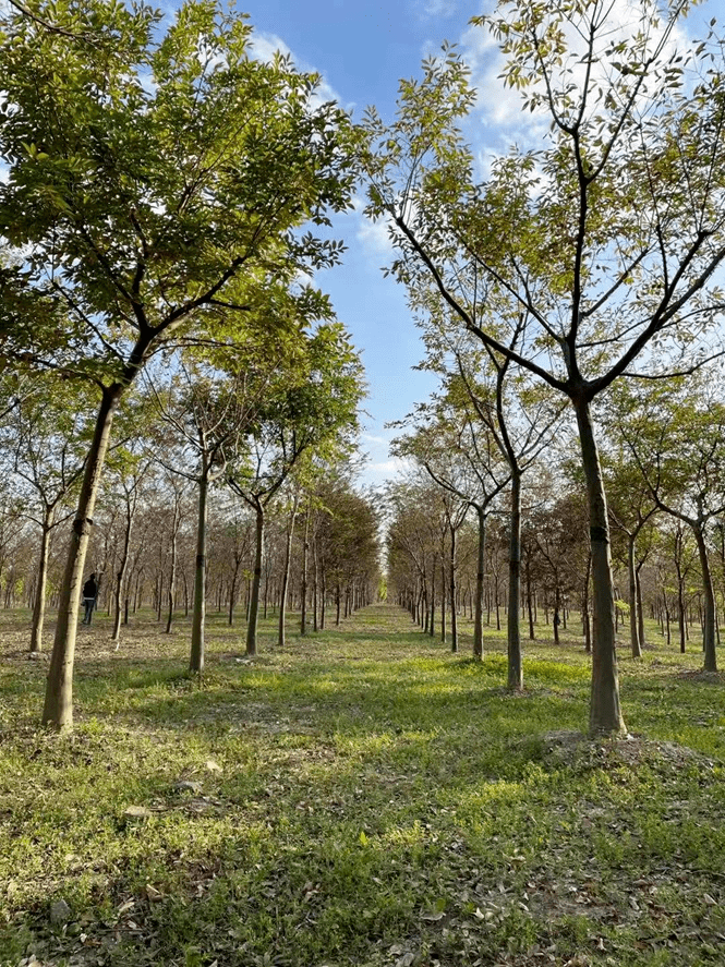 防台风造林树种选择有讲究