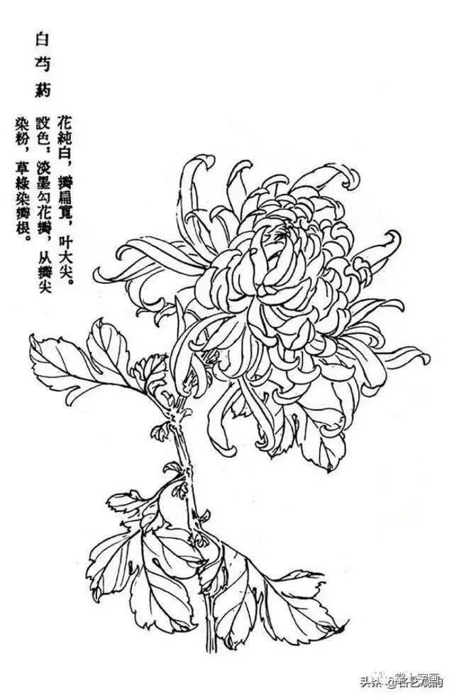 菊花画法图片大全大图图片