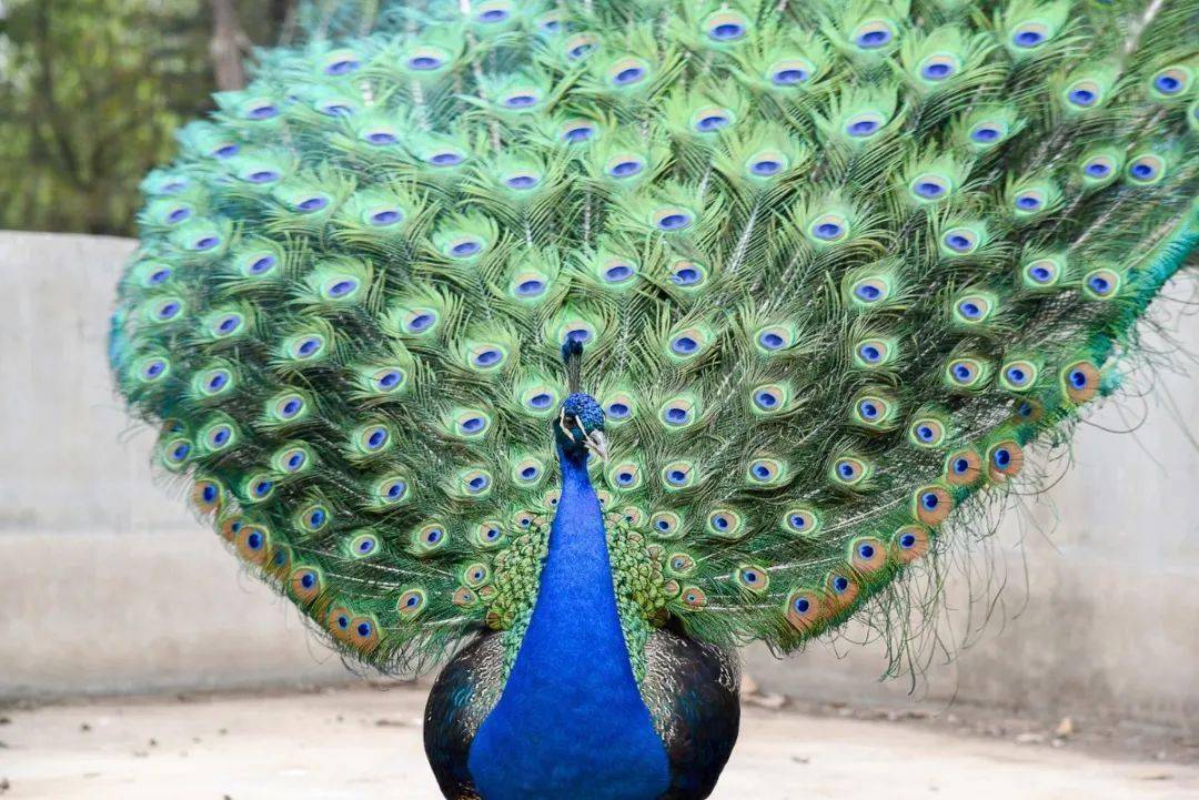 孔雀开屏鹦鹉学舌河南百鸟园,孔雀园,免门票!