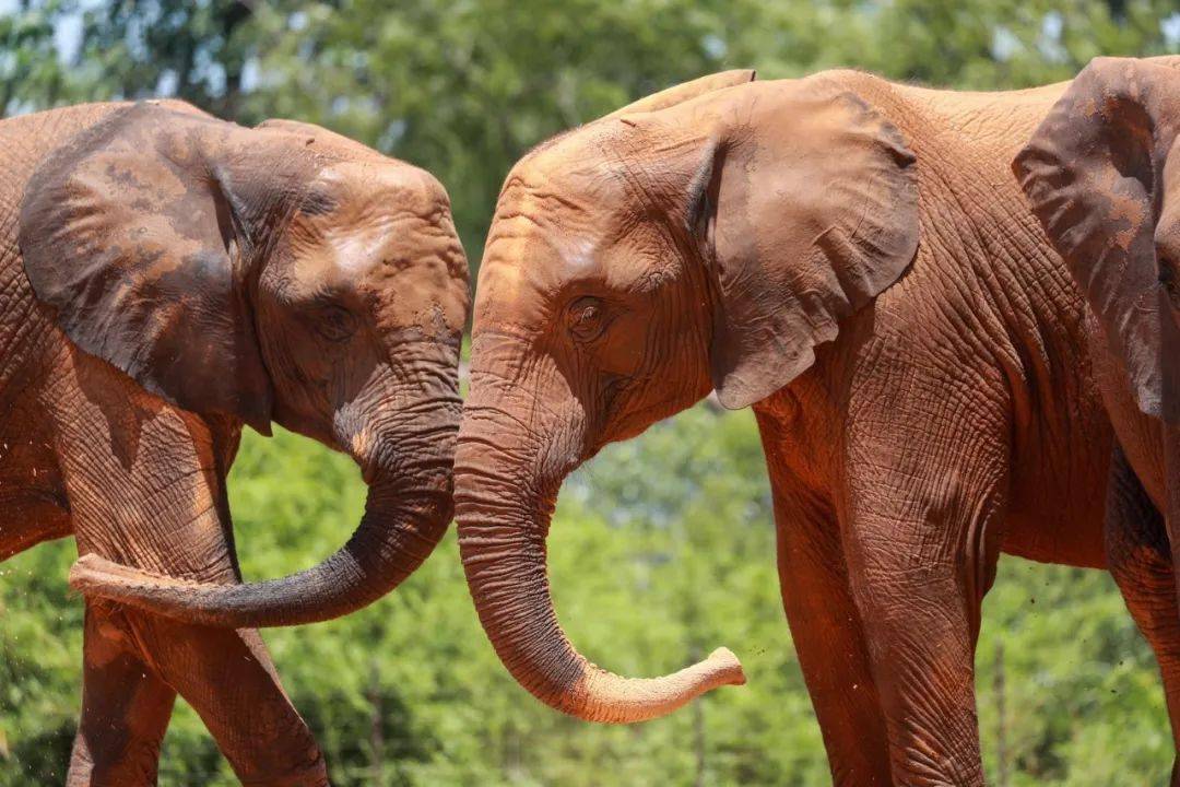 8月6日起打卡動物園奇妙夜一起來探秘大象們的夜生活吧