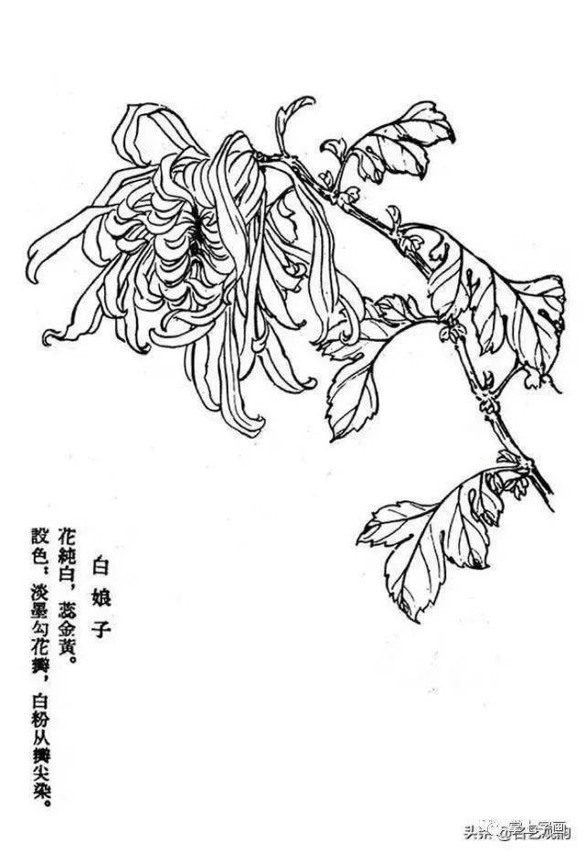 60种菊花工笔白描写生画法