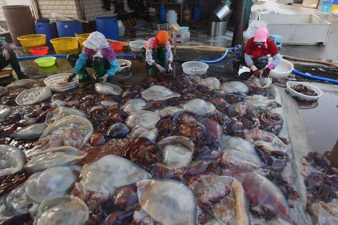 实拍城阳红岛海蜇丰收季打捞分割盐腌就差你买回家吃啦