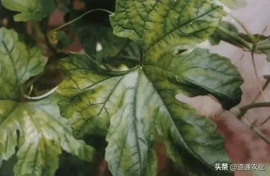 叶菜类:叶菜类作物对镁的敏感度较高,白菜缺镁时叶片变黄,严重时不包