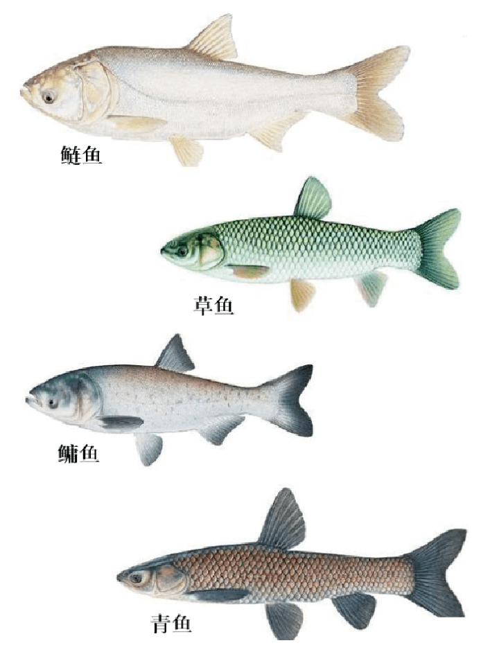 成双配对的四大家鱼究竟是哪四种鱼更清晰更简单的辨认方法