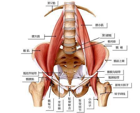 腰伸肌:骶棘肌的治疗,刀刃方向与肌纤维方向垂直切入,可纠正腰部歪斜