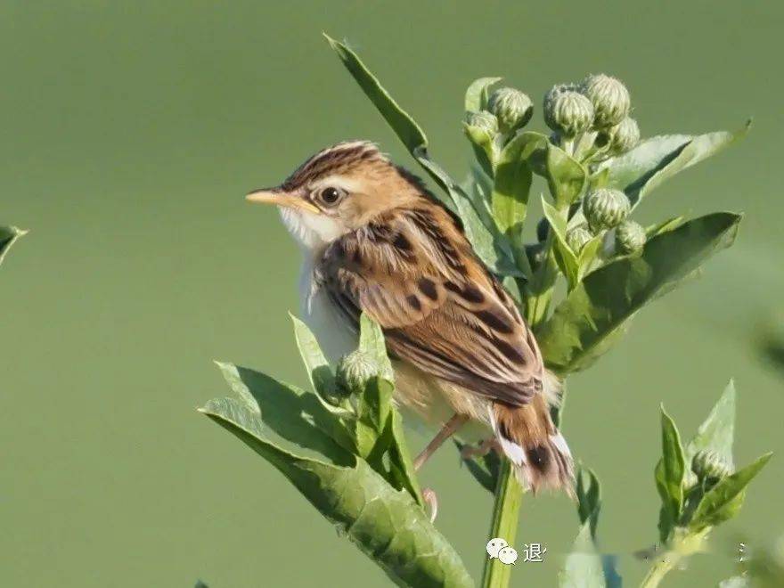 摄影丨下西关千亩水稻里的珍贵鸟类
