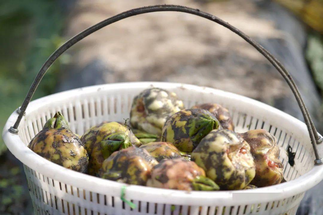 来,尝一口盛夏里的香甜软糯!_鸡头米