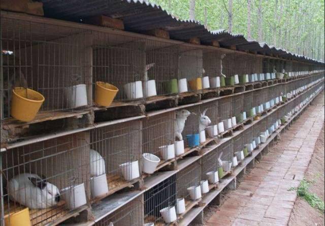 兔业警示录:养兔子最忌讳"疯狂式投资"