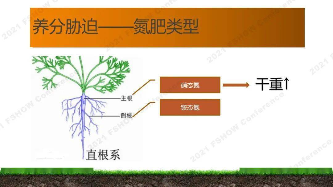 首先,是支持和固定作用,植物沒有根是站不住的;第二,是吸收,傳導和