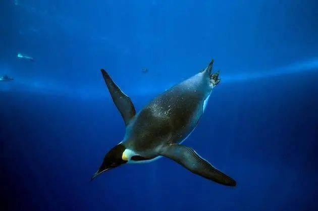 文明广角丨海洋深处住着谁