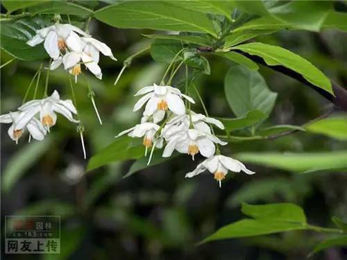 紅花檵木13,棣棠12,金邊正木11,紅葉李10,貼梗海棠9,流蘇樹8,金鐘花7