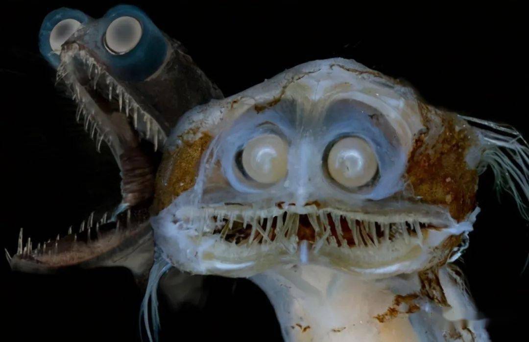 深海生物 恶心图片
