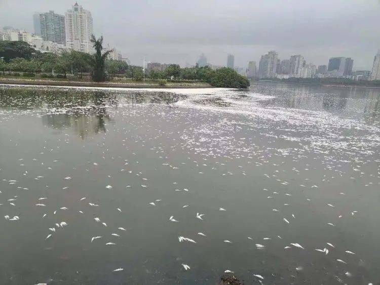 进行|“今早路过厦门这里，水上一片白花花的全是死鱼，好吓人，还看到有人...”