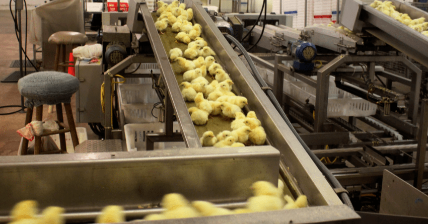 大开眼界 | 孵化厂这样建,稳了