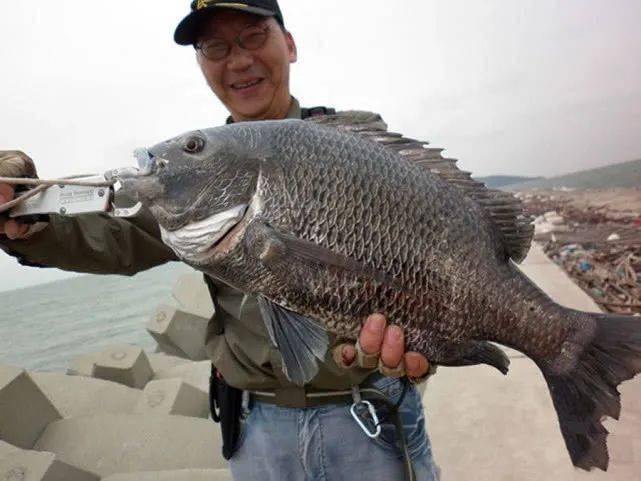 长得像罗非鱼 生活在海里 嘴大 贪吃 是非常好的海钓鱼种 黑鲷