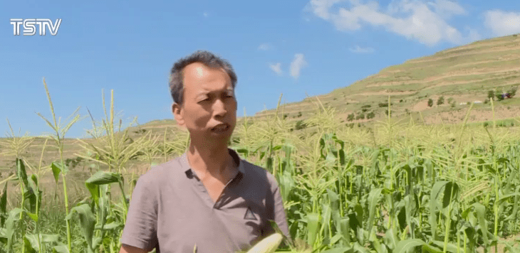 天水|小康圆梦·看天水 | 武山县水果玉米喜获丰收