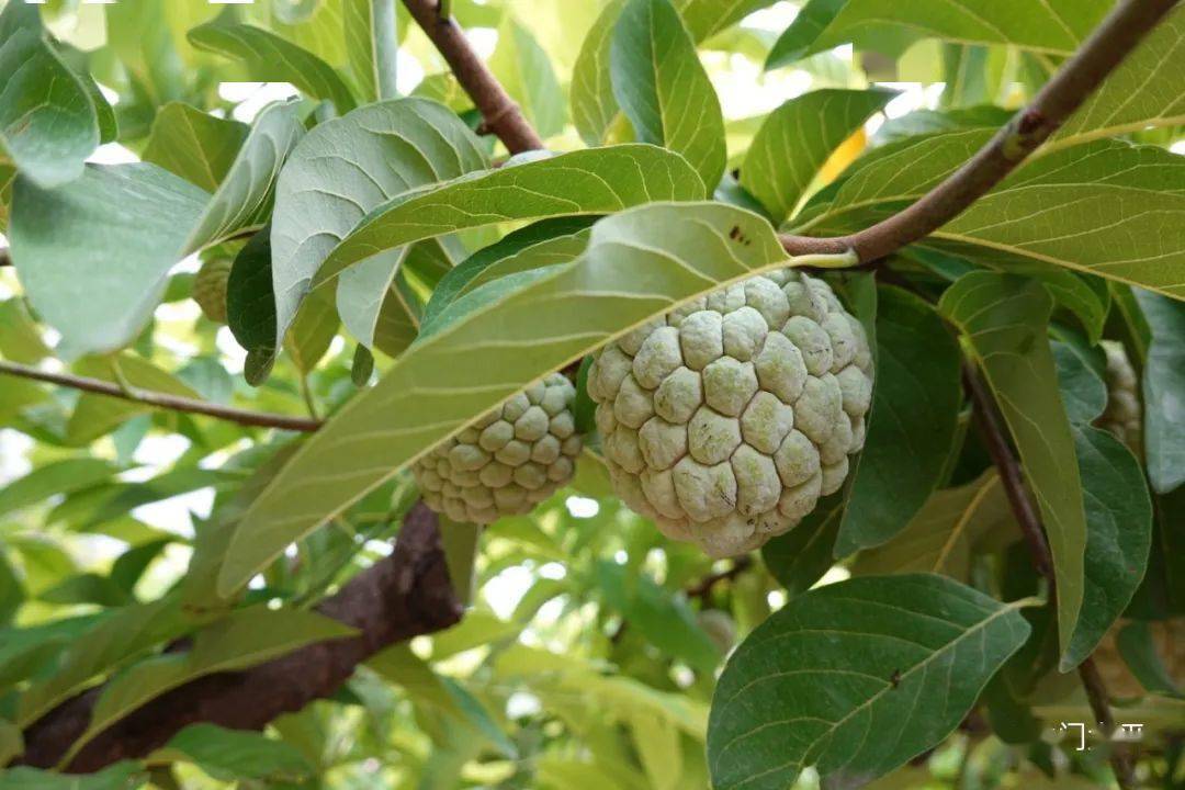 园内大约有2000棵番荔枝树,因为管理到位,果实品质好,果园出产的番