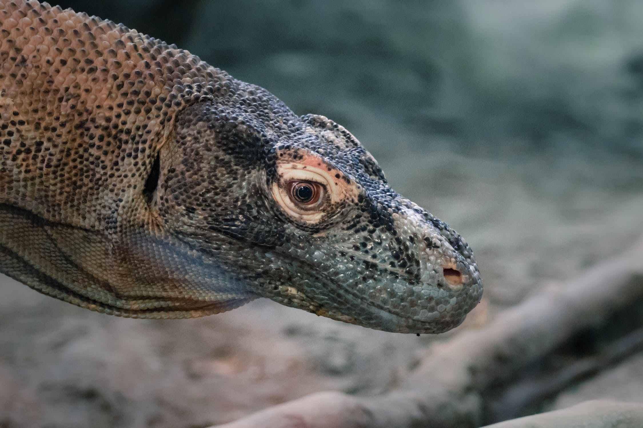 小岛巨蜥不是龙_科莫多