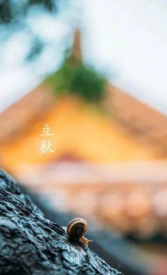 今日立秋一叶梧桐一报秋稻花田里说丰收