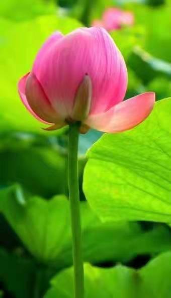 独醉|图集丨袅袅婷婷，摇曳生姿！秋日“荷”你有约