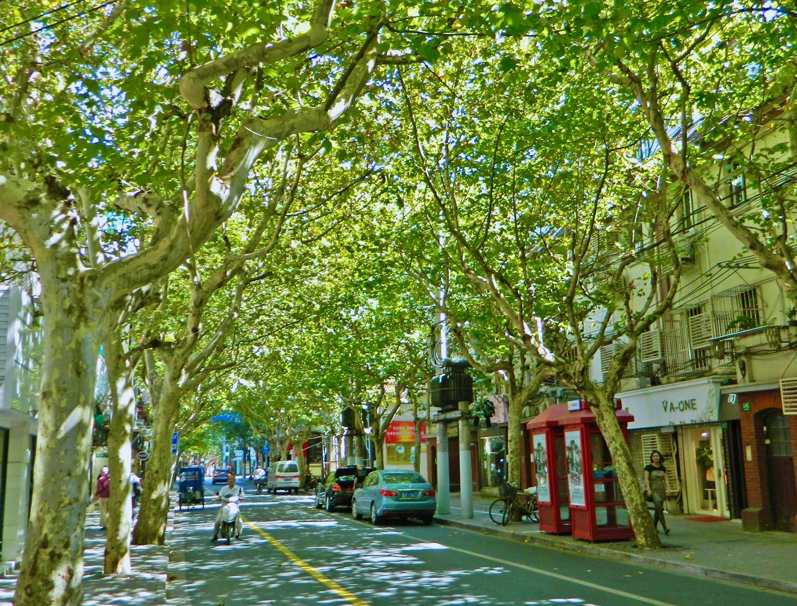 上海小店故事｜“铁打”的南昌路，手打的柠檬茶_手机搜狐网