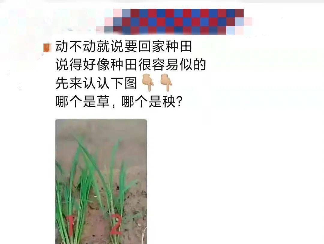 马山大哥:想回家种田?你懂得哪个是草?哪个是秧没?