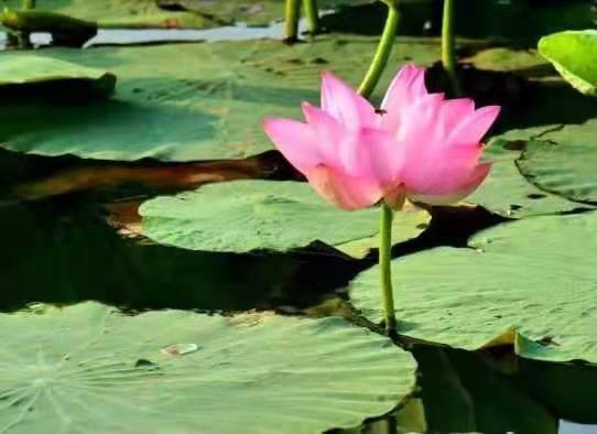 独醉|图集丨袅袅婷婷，摇曳生姿！秋日“荷”你有约