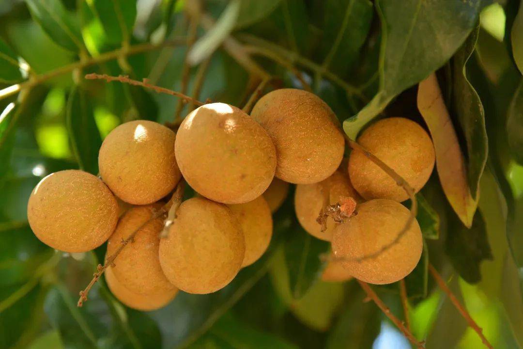 它叫花稔又名鸡屎果是中山人儿时的味道