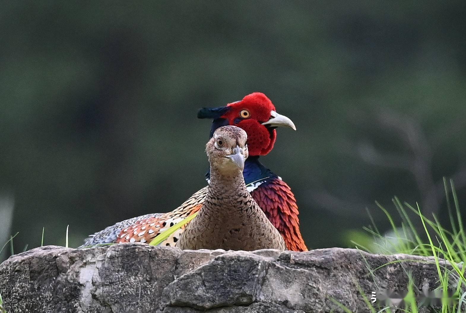 南岭大山里,一对雉鸡安静地觅食_颈部