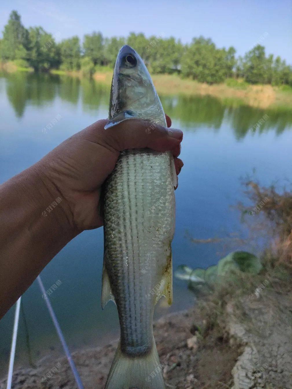 今日立秋手杆首釣鰱鱅