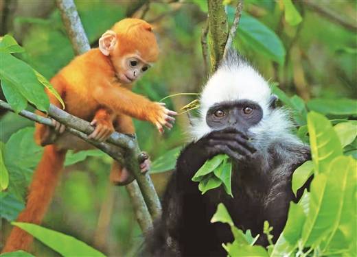 禁止使用无人机追逐拍摄白头叶猴