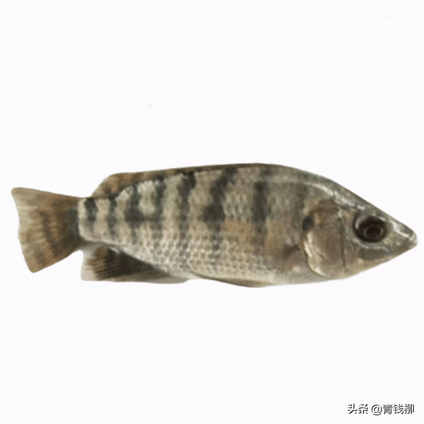 罗非鱼种类辨认图图片