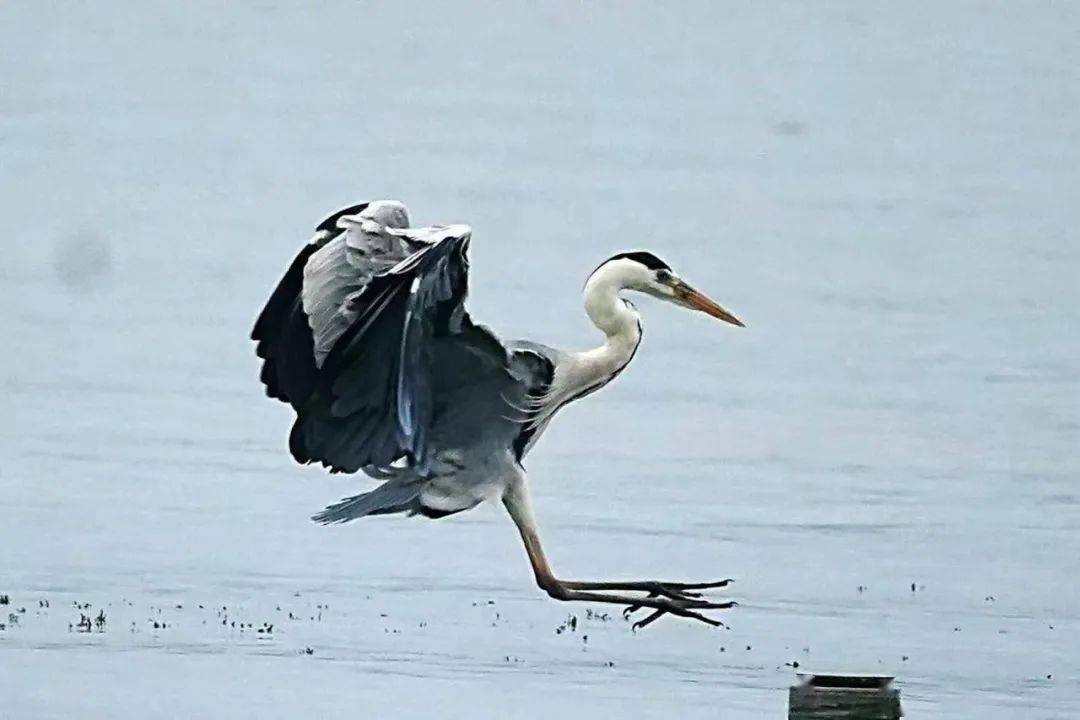 灵动西湖·水鸟专辑 ⑥ | 西湖里的大个子水鸟——苍鹭