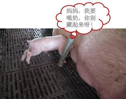 母猪奶水不足的8大信号,不知道的赶紧看看!