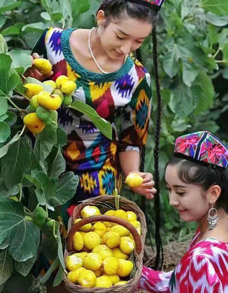 盛夏的果实—墨玉县无花果大量上市