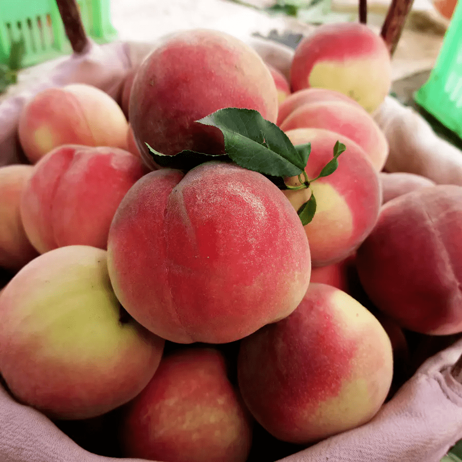 冰淇淋口感的兰州白凤桃这也太诱人了叭