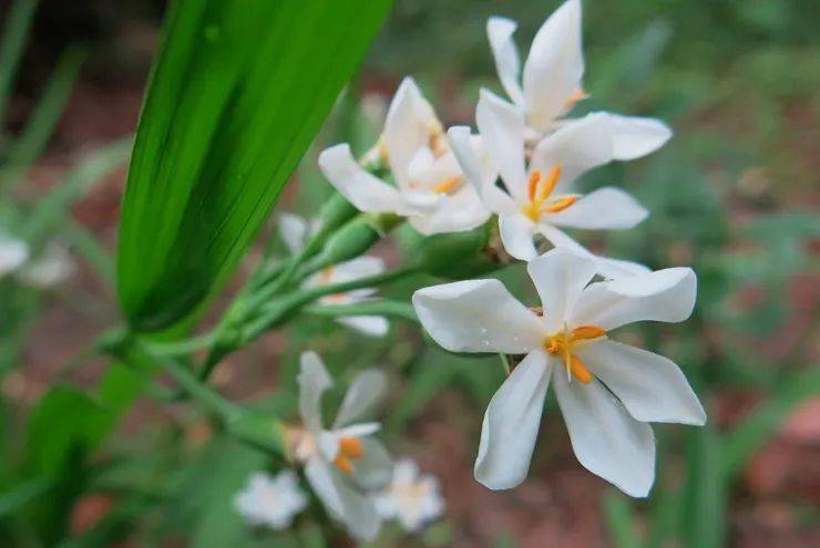 【生物多样性看西双版纳】花开有时的小红蒜_开花