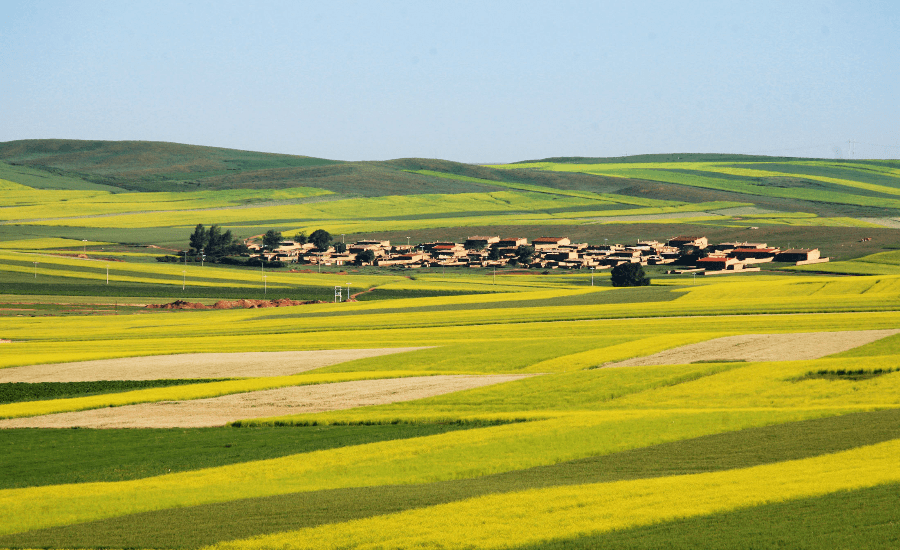 盛夏下的固阳百花竞芳田野空旷