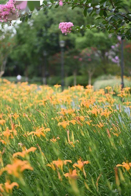 不仅是避暑纳凉的好去处 更有夏季特色花卉可欣赏 夏园