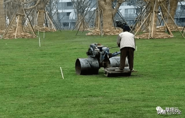 如何进行草坪滚压有什么方法