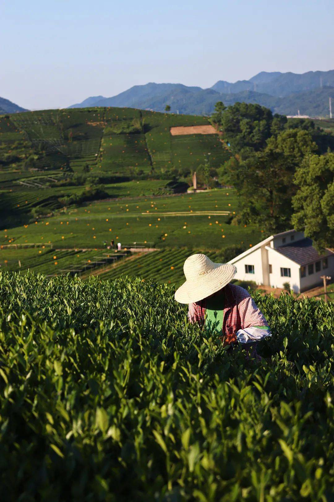 秋意渐染的龙坞茶镇像一首悠然的散文诗