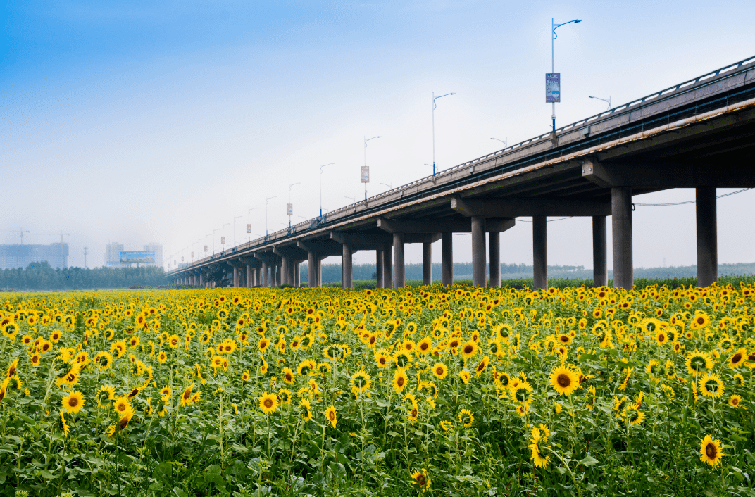 图丨《渭河渭南城区段河滩油葵景观》图丨《秦岭脚下人与自然和谐共生