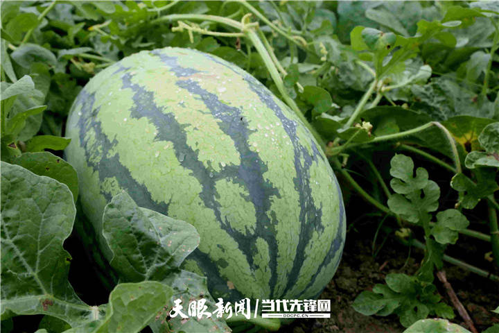 走进乡村看小康锦屏县九南村晚熟西瓜喜获丰收