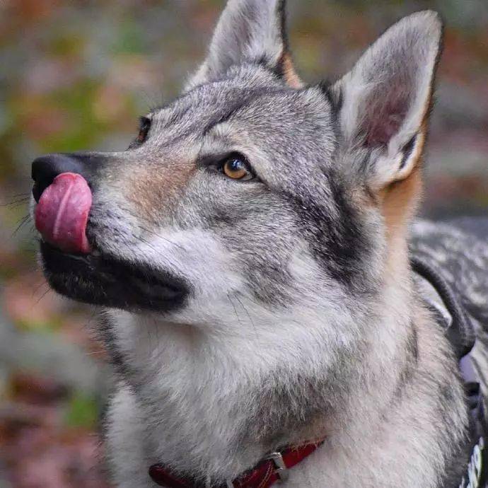 超酷的捷克狼犬国内极为稀有看图饱眼福