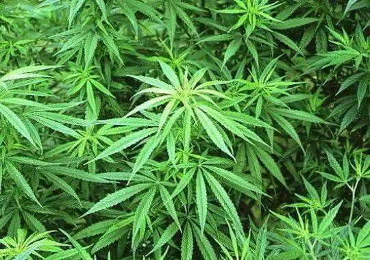 05杜冷丁即盐酸哌替啶,是一种临床应用的合成镇痛药,为白色结晶性粉末