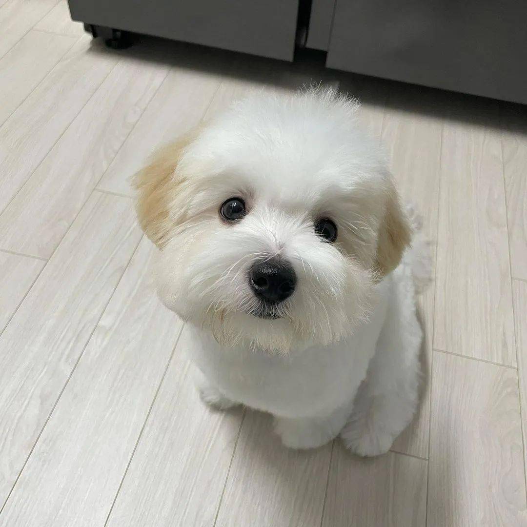 棉花面纱犬容易被认错的小毛球