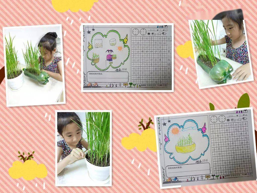 劳动播撒梦想水稻种在我家丨我的水稻种植日记第四期