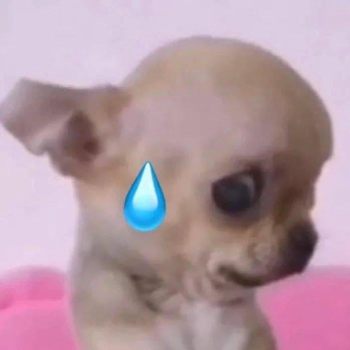 小动物流汗表情包