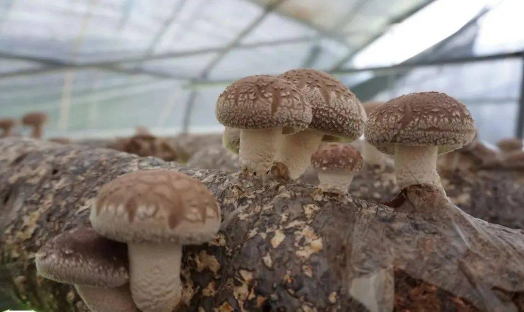 剑川江东香菇喜获丰收_种植